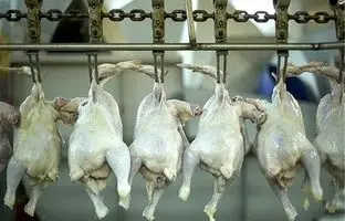 راهنمای بازار؛ قیمت گوشت مرغ، امروز ۲۰ اردیبهشت ۱۴۰۴
