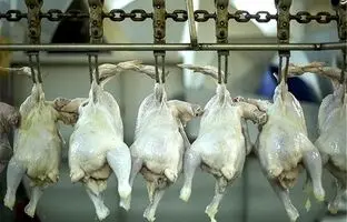 قیمت گوشت مرغ، امروز شنبه ۳ آذر ۱۴۰۳