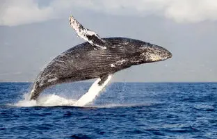 محققان: نهنگ‌های گوژپشت با ایجاد حباب‌هایی در آب می‌خواهند با انسان ارتباط برقرار کنند