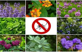  بهترین گیاهان و عصاره‌های گیاهی برای دفع پشه‌ها 