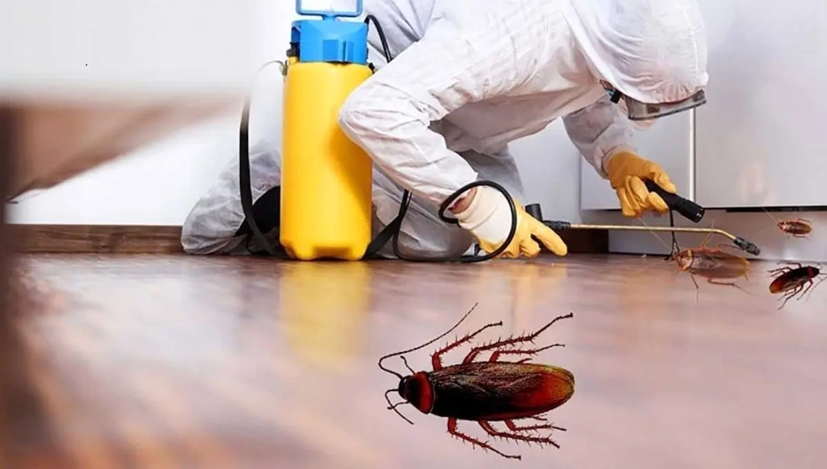 بهترین روش‌های خانگی برای دفع سوسک
