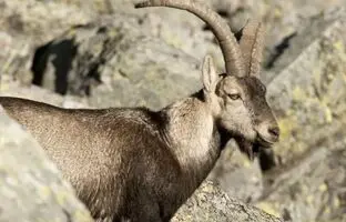 دوندگی عجیب بز کوهی روی صخره عمودی! + ویدئو