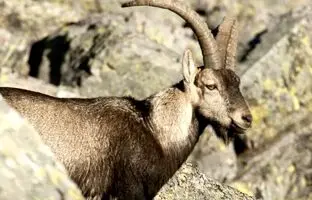  دوندگی عجیب بز کوهی روی صخره عمودی! + ویدئو