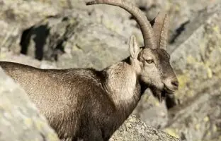 دوندگی عجیب بز کوهی روی صخره عمودی! + ویدئو