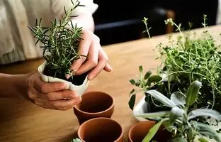 راهنمای کامل نگهداری از رزماری در گلدان برای زمستان + فواید رزماری