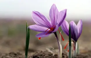 قیمت جدید زعفران اعلام شد/ یک کیلو زعفران پوشال چند؟