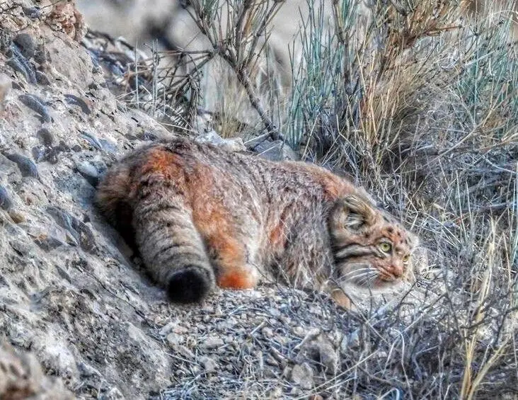 مشاهده دومین گربه پالاس در رابر کرمان + ویدئو