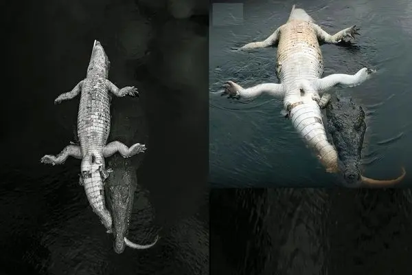 صحنه‌ای نادر از درگیری مرگبار میان کروکودیل‌ها + ویدئو