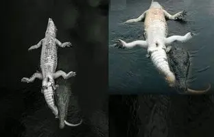 صحنه‌ای نادر از درگیری مرگبار میان کروکودیل‌ها + ویدئو