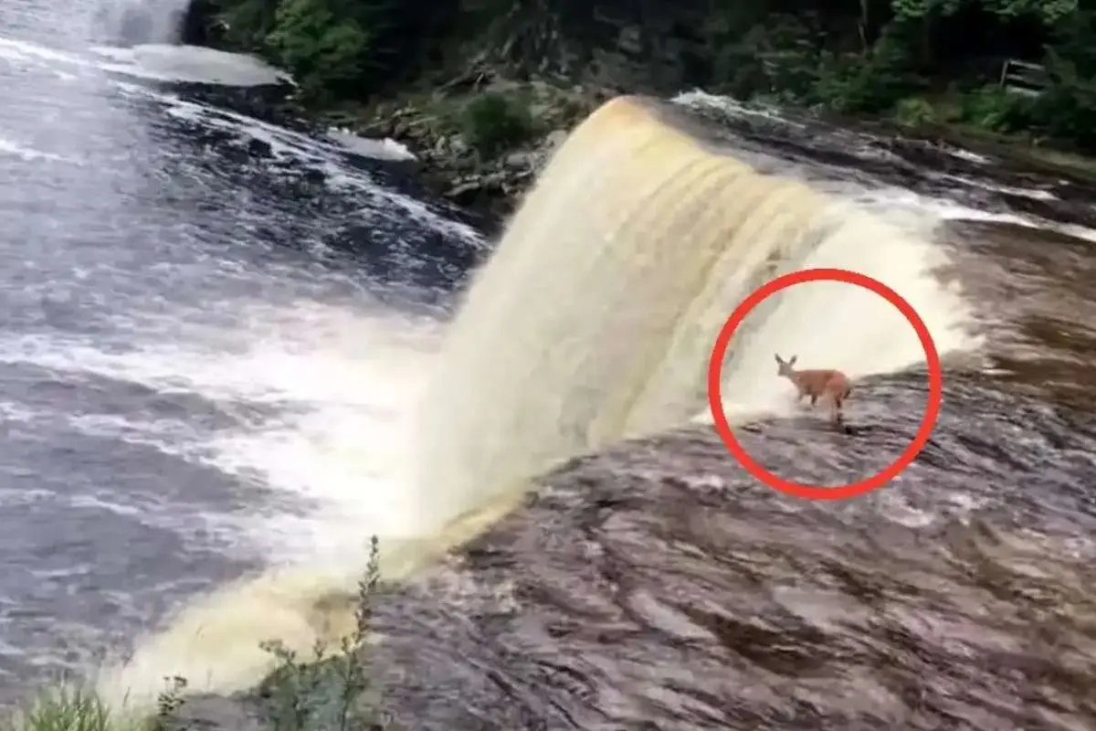  پرش گوزن کوچک از آبشار و نجات معجزه‌آسا + ویدئو