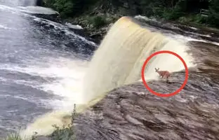  پرش گوزن کوچک از آبشار و نجات معجزه‌آسا + ویدئو