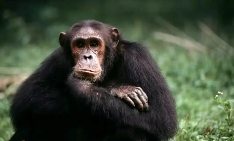  قدردانی جالب یک شامپانزه‌ از مردی که به او میوه‌ داد! + ویدئو