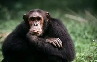  قدردانی جالب یک شامپانزه‌ از مردی که به او میوه‌ داد! + ویدئو