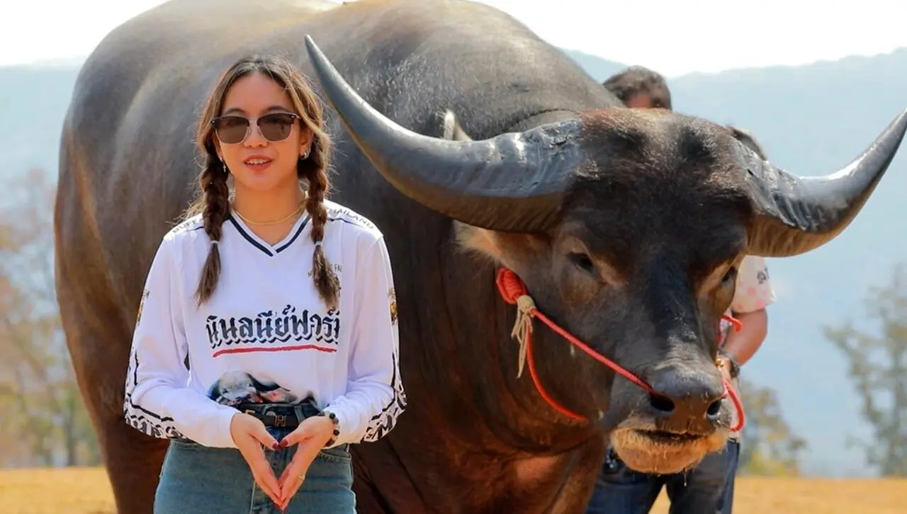 خطر سلفی با گاومیش؛ این حیوان عکس یادگاری دوست ندارد + ویدئو