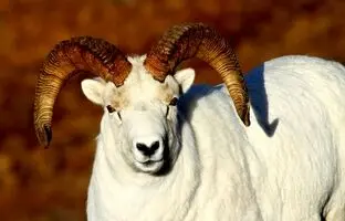 8سفید زیبای وحشی که نگاه خیره‌تان را جذب می‌کنند 