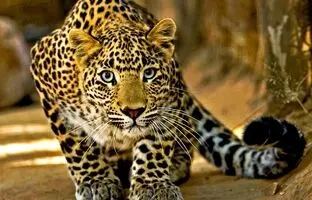 چرا این روزها اینقدر پلنگ دیده می‌شود؟ 