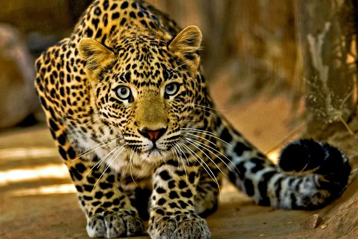 چرا این روزها اینقدر پلنگ دیده می‌شود؟ 