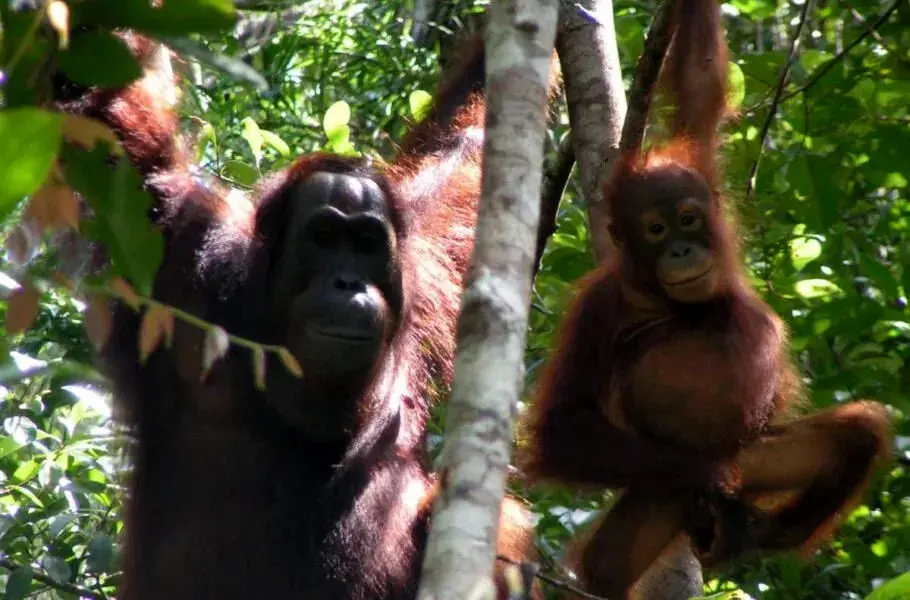 کشف ساختار زبانی پیچیده‌ای در اورانگوتان‌ها که تصور می‌شد مختص انسان باشد