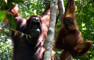 کشف ساختار زبانی پیچیده‌ای در اورانگوتان‌ها که تصور می‌شد مختص انسان باشد