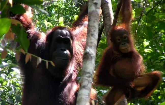 کشف ساختار زبانی پیچیده‌ای در اورانگوتان‌ها که تصور می‌شد مختص انسان باشد