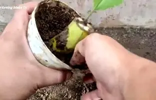 به این روش ساده با یک موز کوچک در منزل درختچه موز پرورش دهید! + ویدئو