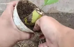 به این روش ساده با یک موز کوچک در منزل درختچه موز پرورش دهید! + ویدئو