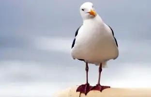 تا به حال خندیدن مرغ دریایی را دیده‌اید؟ + ویدئو