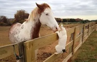 (ویدئو) بامزه ترین روابط اسب ها و گربه ها