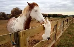 (ویدئو) بامزه ترین روابط اسب ها و گربه ها