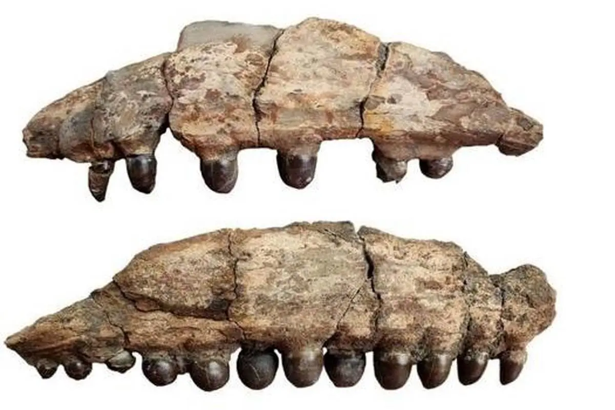 شکارچی فسیل، دندان‌های هیولای 6 متری 80 میلیون ساله را پیدا کرد