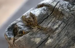 تیرک چوبی هزارساله با «چهرۀ انسان» از عمق دریاچه بیرون آمد