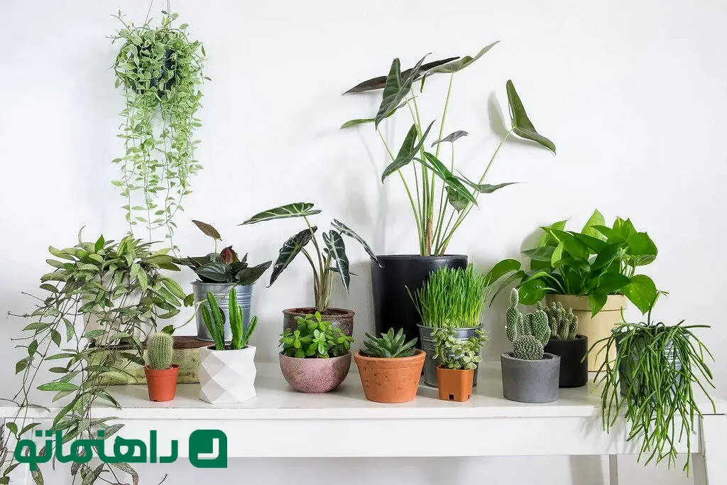 بادوام ترین گیاهان آپارتمانی ؛ دوستان سبز و همیشه همراه