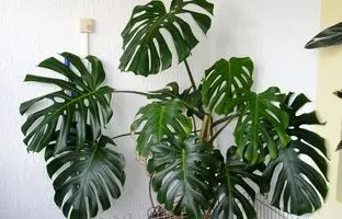 گل های بهاری 1404؛ گیاه آپارتمانی برای اتاق‌خواب جهت بالا بردن کیفیت خواب