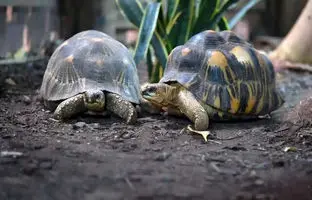  چرا لاک‌پشت‌ها در برابر سرطان مصون هستند؟ 