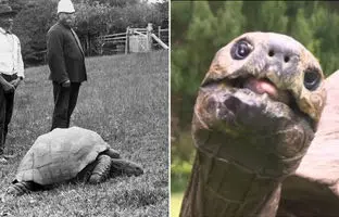 با ۱۹۳ سال سن، جاناتان پیرترین موجود زنده جهان است