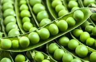  ۳ روش نگهداری نخود سبز برای طولانی مدت 