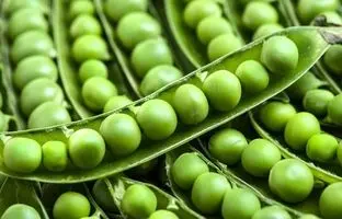  ۳ روش نگهداری نخود سبز برای طولانی مدت 