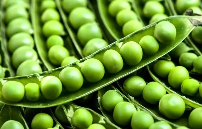  ۳ روش نگهداری نخود سبز برای طولانی مدت 