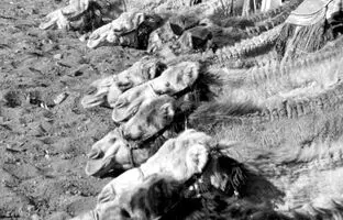 یگان «پلیس شترسوار» در اردن؛ 90 سال قبل + تصویر