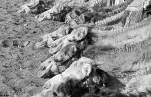 یگان «پلیس شترسوار» در اردن؛ 90 سال قبل + تصویر