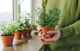 گیاهی که نمی‌دانستید شانس شغلی و مالی‌تان را چند برابر می‌کند