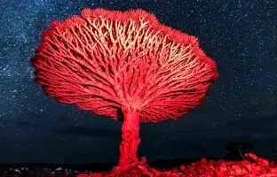 درخت اژدهای خونین؛ درختی افسانه‌ای در جزایر دورافتاده اقیانوس هند + ویدئو
