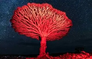  درخت اژدهای خونین؛ درختی افسانه‌ای در جزایر دورافتاده اقیانوس هند + ویدئو