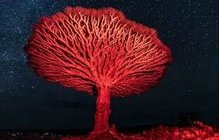  درخت اژدهای خونین؛ درختی افسانه‌ای در جزایر دورافتاده اقیانوس هند + ویدئو