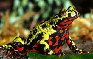 این حیوانات استاد موش‌مردگی‌اند!