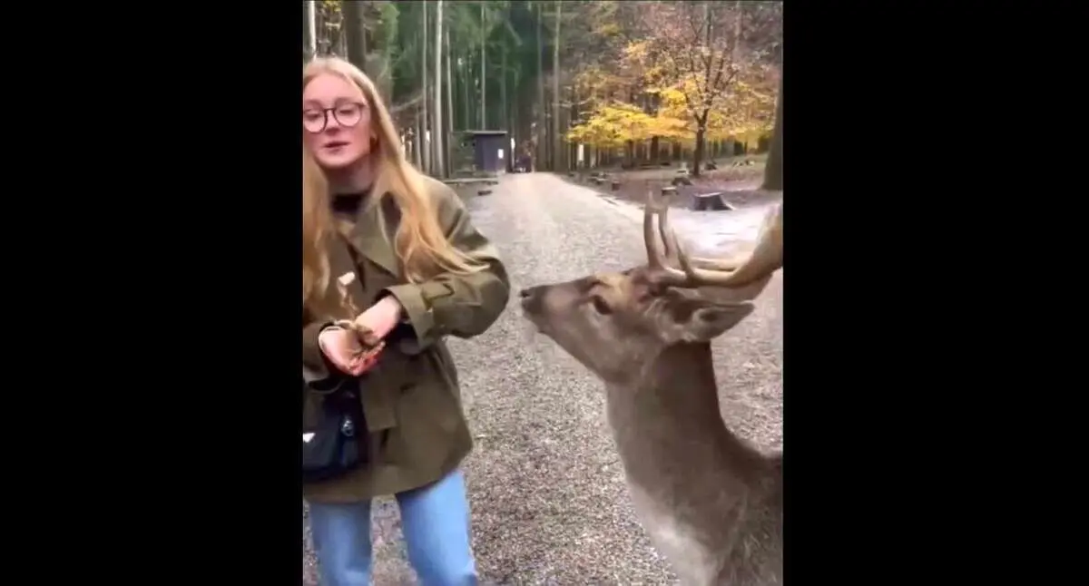 لحظه هولناک حمله گوزن به زن جوان هنگام غذا دادن در جنگل + ویدئو