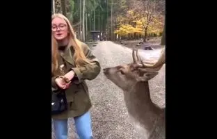 لحظه هولناک حمله گوزن به زن جوان هنگام غذا دادن در جنگل + ویدئو