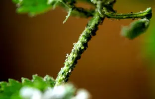  10 روش ساده و کاربردی برای از بین بردن شته گل 