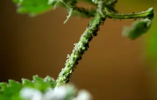  10 روش ساده و کاربردی برای از بین بردن شته گل 