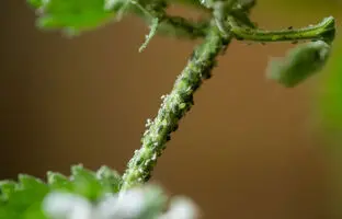  10 روش ساده و کاربردی برای از بین بردن شته گل 